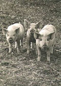 Wolfgang Suschitzky - Three Little Pigs