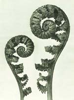 Karl Blossfeldt - Urformen der Kunst (Art Forms in the Plant World)