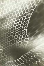 Viola Uretz - Untitled Photogram