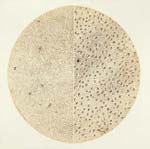 Biological Microscope Study (Feuille de Buis)