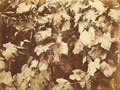 Grape Leaves