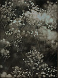 Jerry Spagnoli - Two Botanical Studies