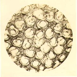 Biological Microscope Study