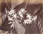 Charles Scowen & Company - Coffee Blossom