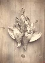 A. S. - Game Birds as Still Life