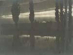 Poplar Trees at Sunset