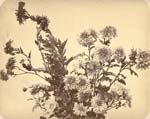 Adolphe Braun - Floral Arrangement of Chrysanthemums