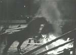 Circus Horse Jumping through Fire