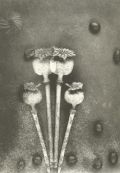 Ludek Vojtechovsky - Untitled (Poppy Heads)