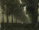 Geza Vandor - Car Headlights on Dark Tree-Lined Road