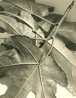 Maple Leaves