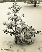 A Holly Tree in Snow