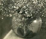 Flowers in a Glass Bowl of Water