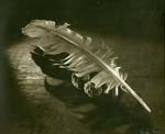 Josef Hnik - Still Life, Feather