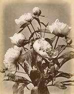 Peonies