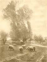 Sheep in Pasture