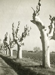 Trees Near Montpellier, France