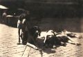 Hunting Dogs