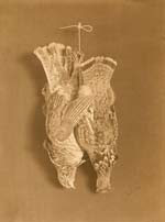 A. Leonora Kellogg - Still Life of Hanging Ruffed Grouse