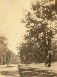 A Study of Trees and Road