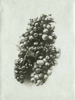 Panajou Studio - Raisins de Vin (Wine Grapes)