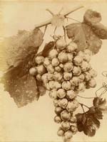 Grapes (Raisins)