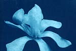 Anonymous (English) - Flowers