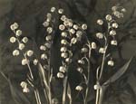Lillies