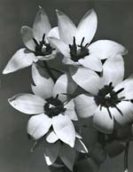 Open Tulips