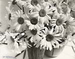 Daisies