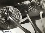 Mushrooms