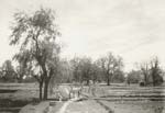 C. H. Harrison - Lolab, Kashmir
