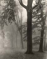Fog in Park  Sanssouci, Potsdam, Germany