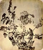 Adolphe Braun - Grosailles (Currants)