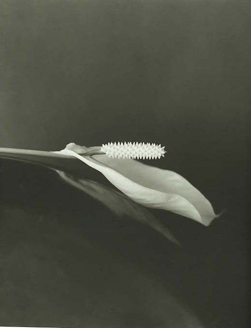Richard Lorenz - Spathephyllum Richard Lorenz - Spathephyllum