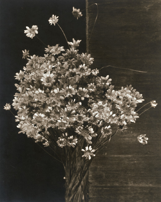 George A. Eisenman - Straw Flowers George A. Eisenman - Straw Flowers