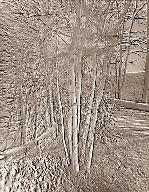 George A. Eisenman - Solarized Trees George A. Eisenman - Solarized Trees