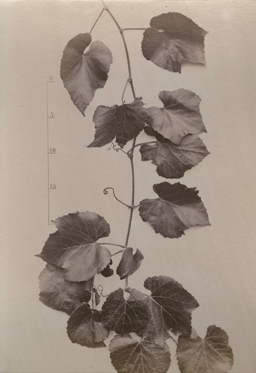 Photo Detail - Emmanuel - Group of Five Wine and Grape Related Images Photo Detail - Emmanuel - Group of Five Wine and Grape Related Images