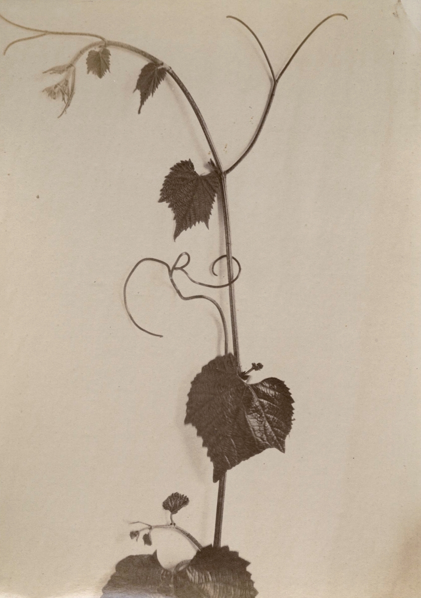 Photo Detail - Emmanuel - Group of Five Wine and Grape Related Images Photo Detail - Emmanuel - Group of Five Wine and Grape Related Images