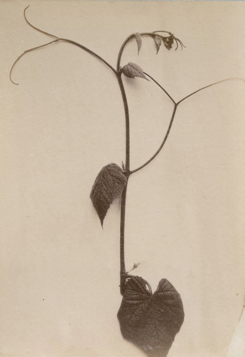 Photo Detail - Emmanuel - Group of Five Wine and Grape Related Images Photo Detail - Emmanuel - Group of Five Wine and Grape Related Images