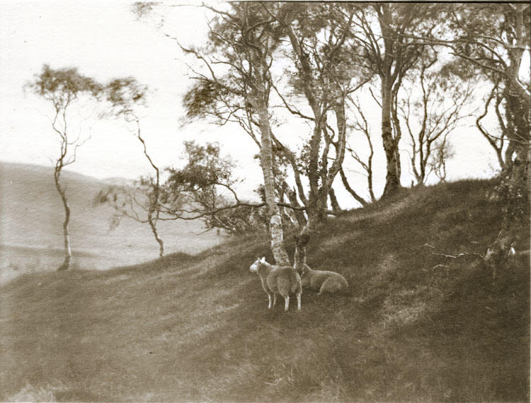 Francis Alfred Bolton - Sheep and Birches Francis Alfred Bolton - Sheep and Birches