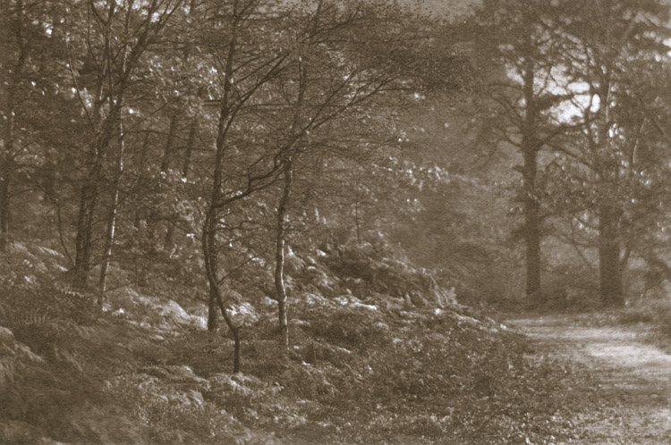 Francis Alfred Bolton - Forest Path Francis Alfred Bolton - Forest Path
