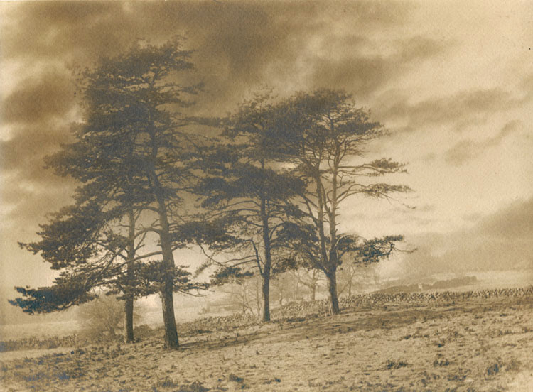 Francis Alfred Bolton - Scottish Pines and Stone Walls Francis Alfred Bolton - Scottish Pines and Stone Walls