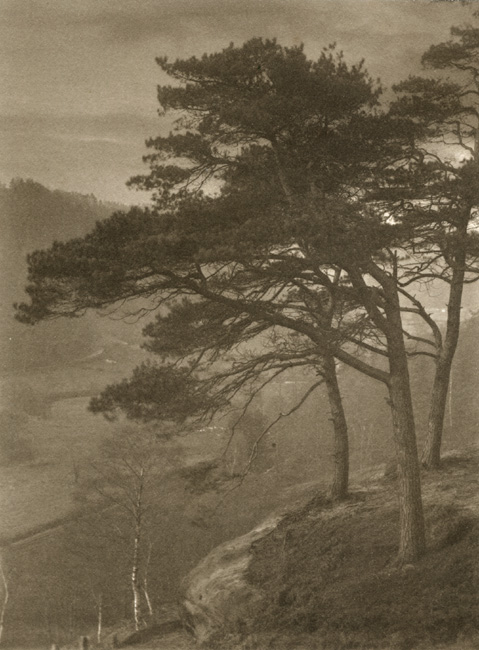 Francis Alfred Bolton - Pine Trees on Hill Top Francis Alfred Bolton - Pine Trees on Hill Top