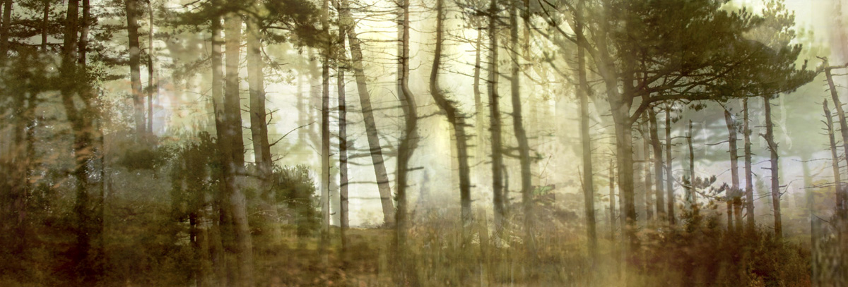 Lisa Holden - Pine Forest (from Series "Constructed Landscapes")