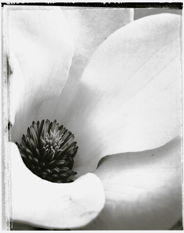 Charles Grogg - Magnolia No. 1 Charles Grogg - Magnolia No. 1