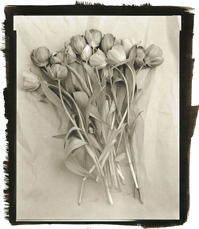 Ray Bidegain - Tulips Ray Bidegain - Tulips
