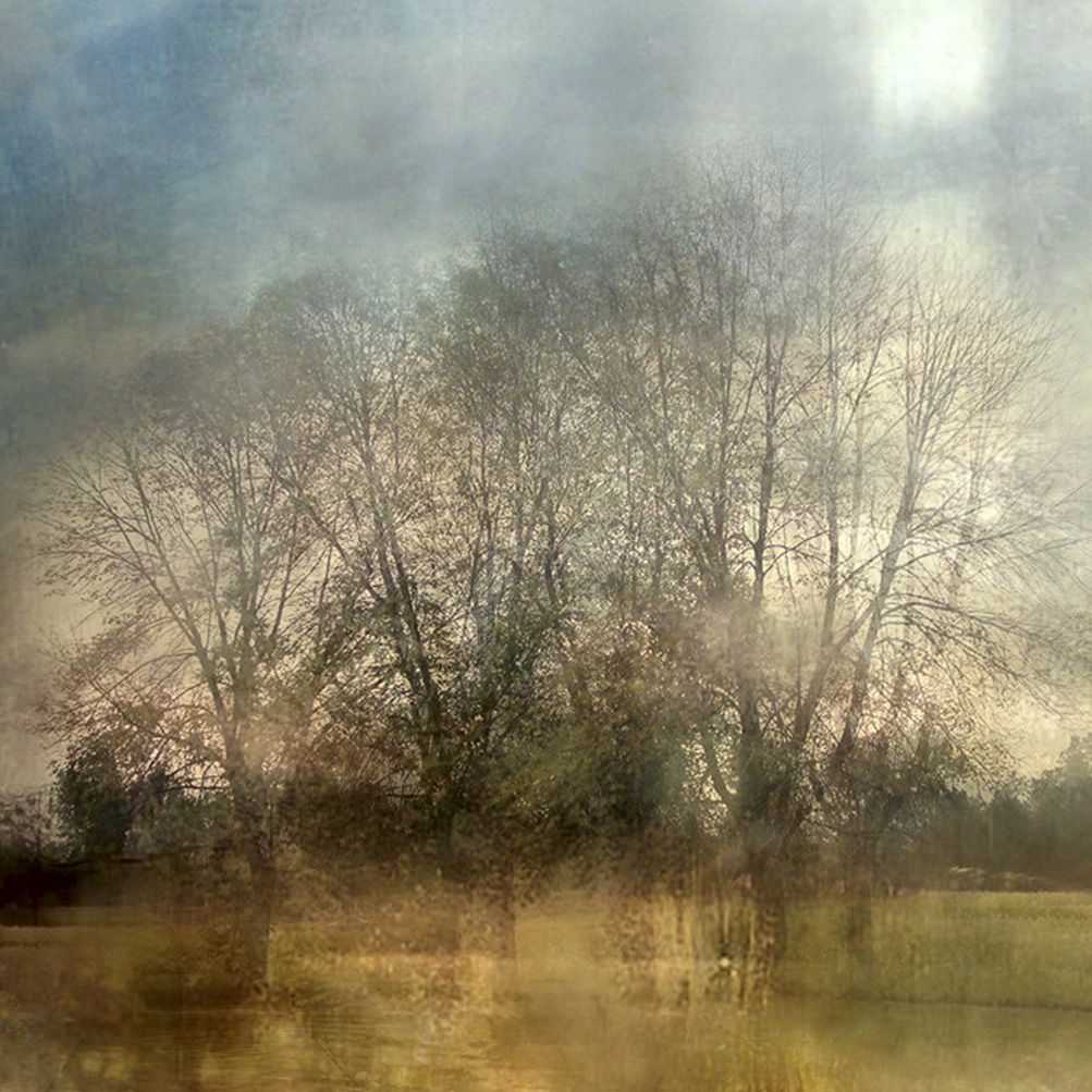 Lisa Holden - Trees in the Meadow (from Series "Constructed Landscapes") Lisa Holden - Trees in the Meadow (from Series "Constructed Landscapes")