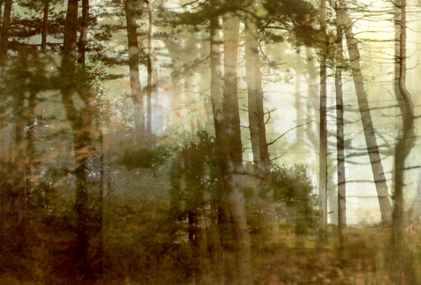 Lisa Holden - Pine Forest I (from Series "Constructed Landscapes")