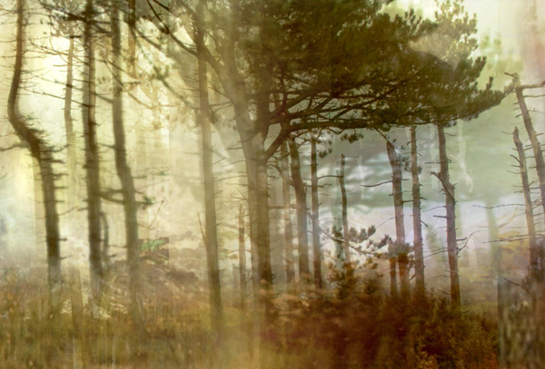 Lisa Holden - Pine Forest II (from Series "Constructed Landscapes")